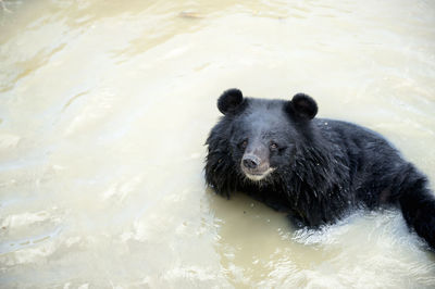 Bear swimming in water