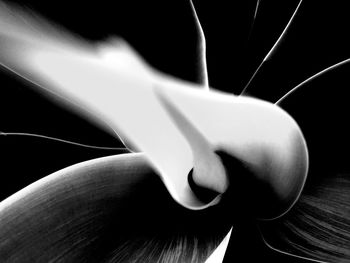 Close-up of over black background