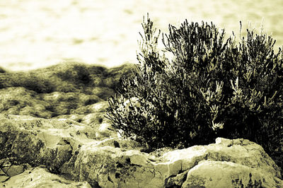 Plants growing on rocks