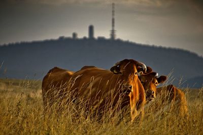 Cow in a field