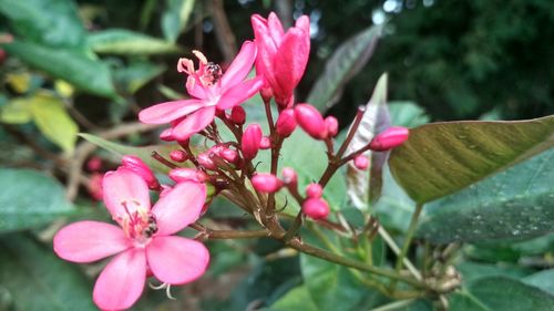 Close-up of pink flowers blooming outdoors