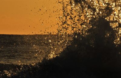 Close-up of tree against sea at sunset