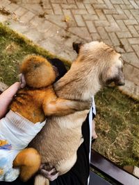 High angle view of person holding dog