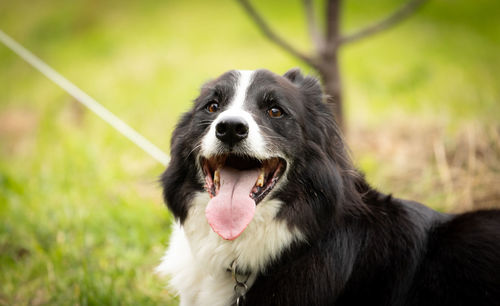 Close-up of dog looking away