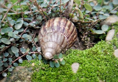 Close-up of snail on land