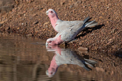 Side view of a bird drinking water