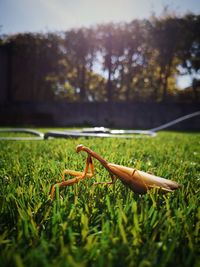 Close-up of lizard on grass