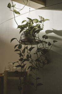 Close-up of potted plant against wall at home