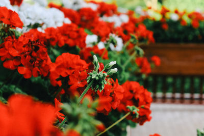 Close-up of red flowering plant