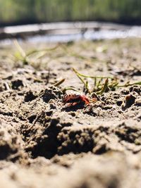 Close-up of insect on land