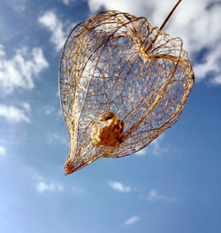 Close-up of dried leaf against blue sky