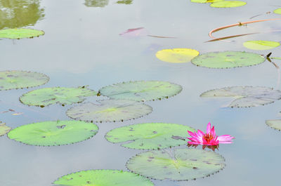 High angle view of lotus water lily in pond