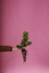 A hand holding a marijuana plant with roots on pink background