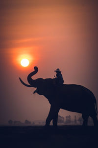 Silhouette man riding elephant against orange sky