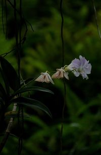 Close-up of flowers against blurred background