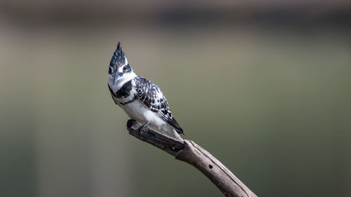 Close-up of bird perching on water