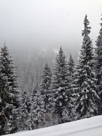 View of trees on snow covered landscape