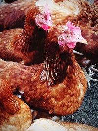 Close-up of rooster