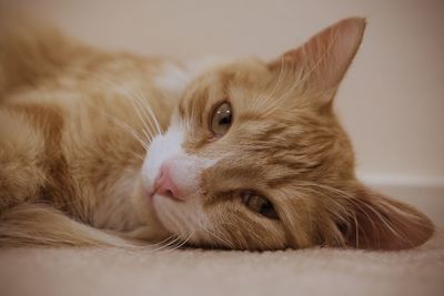 Close-up of a cat resting