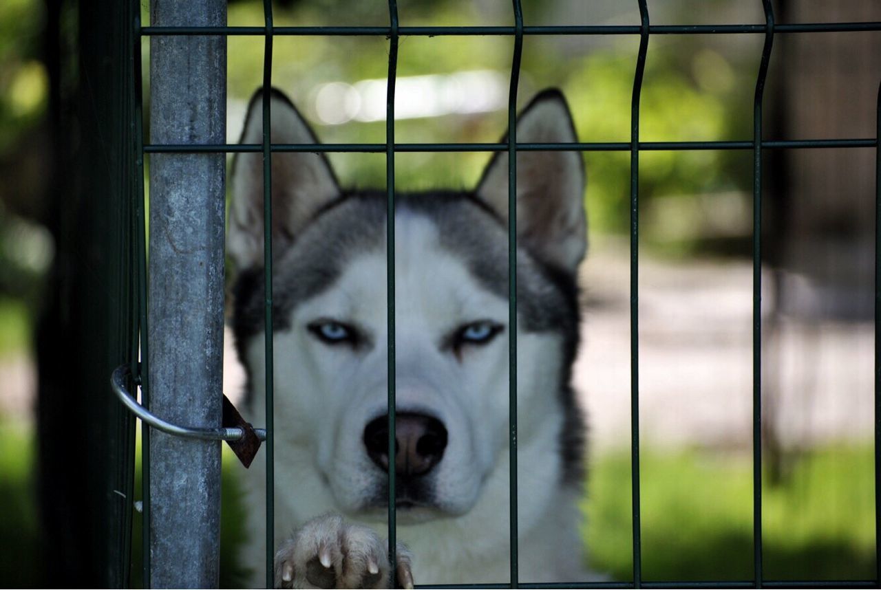 CLOSE-UP PORTRAIT OF DOG