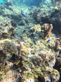 Fish swimming in sea