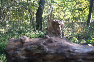 Surface level of tree stump in forest