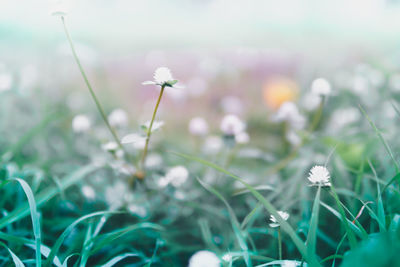 Close-up of white flowering plants on field