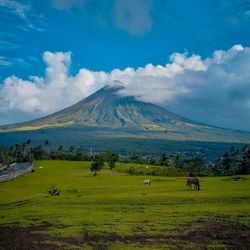 Scenic view of field against sky