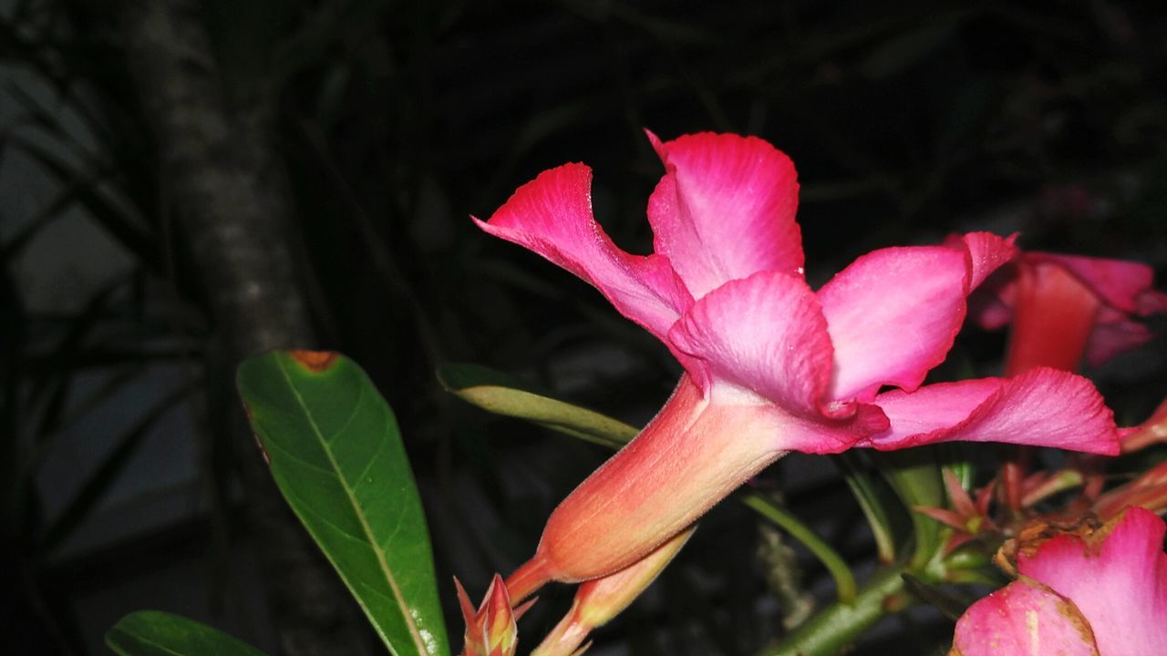 flower, petal, freshness, fragility, growth, pink color, flower head, beauty in nature, close-up, plant, red, nature, focus on foreground, leaf, blooming, stem, pink, in bloom, selective focus, bud