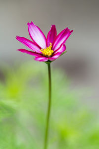 Close-up of cosmos flower blooming outdoors