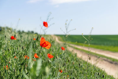 Close-up of yellow flowering plants on field