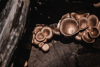 Close-up of mushrooms on wood