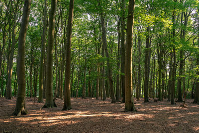 Trees growing in forest