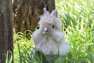 Close-up of cat sitting on grass