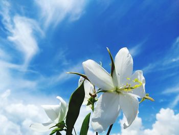 Close-up of white flowering plant against blue sky