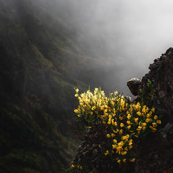 Close-up of yellow flowering plant against mountain
