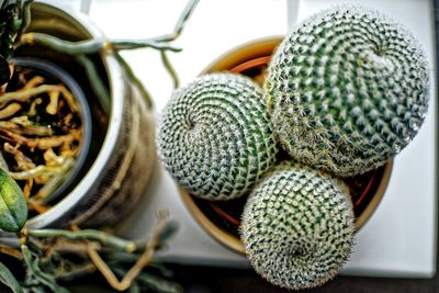 High angle view of potted plant on table