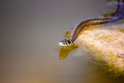 Close-up of snake in the lake