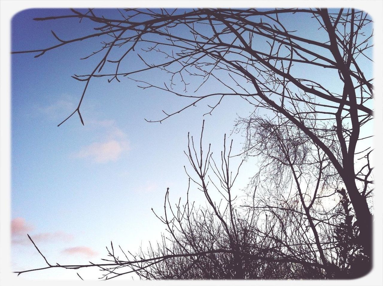 transfer print, low angle view, branch, bare tree, tree, sky, auto post production filter, nature, silhouette, tranquility, beauty in nature, outdoors, growth, cloud - sky, scenics, high section, no people, day, cloud, blue