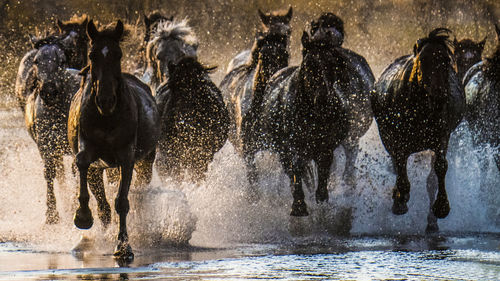 Horses running in the river