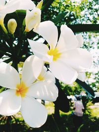 flowering plant