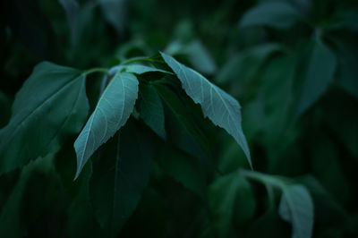 Close-up of leaves against blurred background