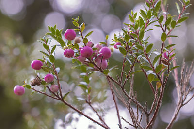 Close-up of pink flowering plant against tree