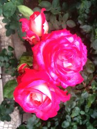 Close-up of pink rose blooming outdoors