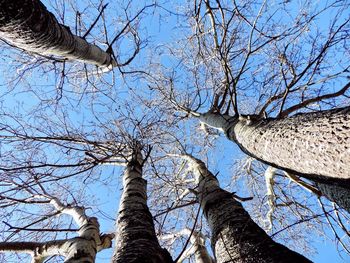 Low angle view of bare trees against blue sky