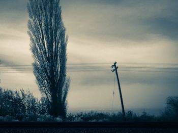 Trees on field against sky