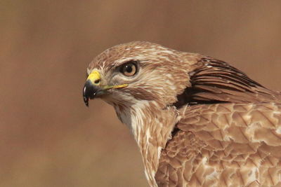 Close-up of eagle against blurred background