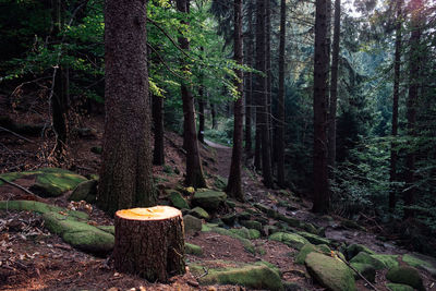 View of tree trunks in forest