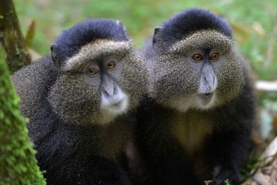 Close-up of monkeys