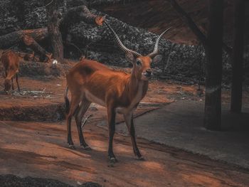 An image of an animal in the zoo